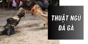 Khái niệm thuật ngữ đá gà
