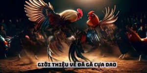 Tìm hiểu về đá gà cựa dao hấp dẫn nhất hiện nay